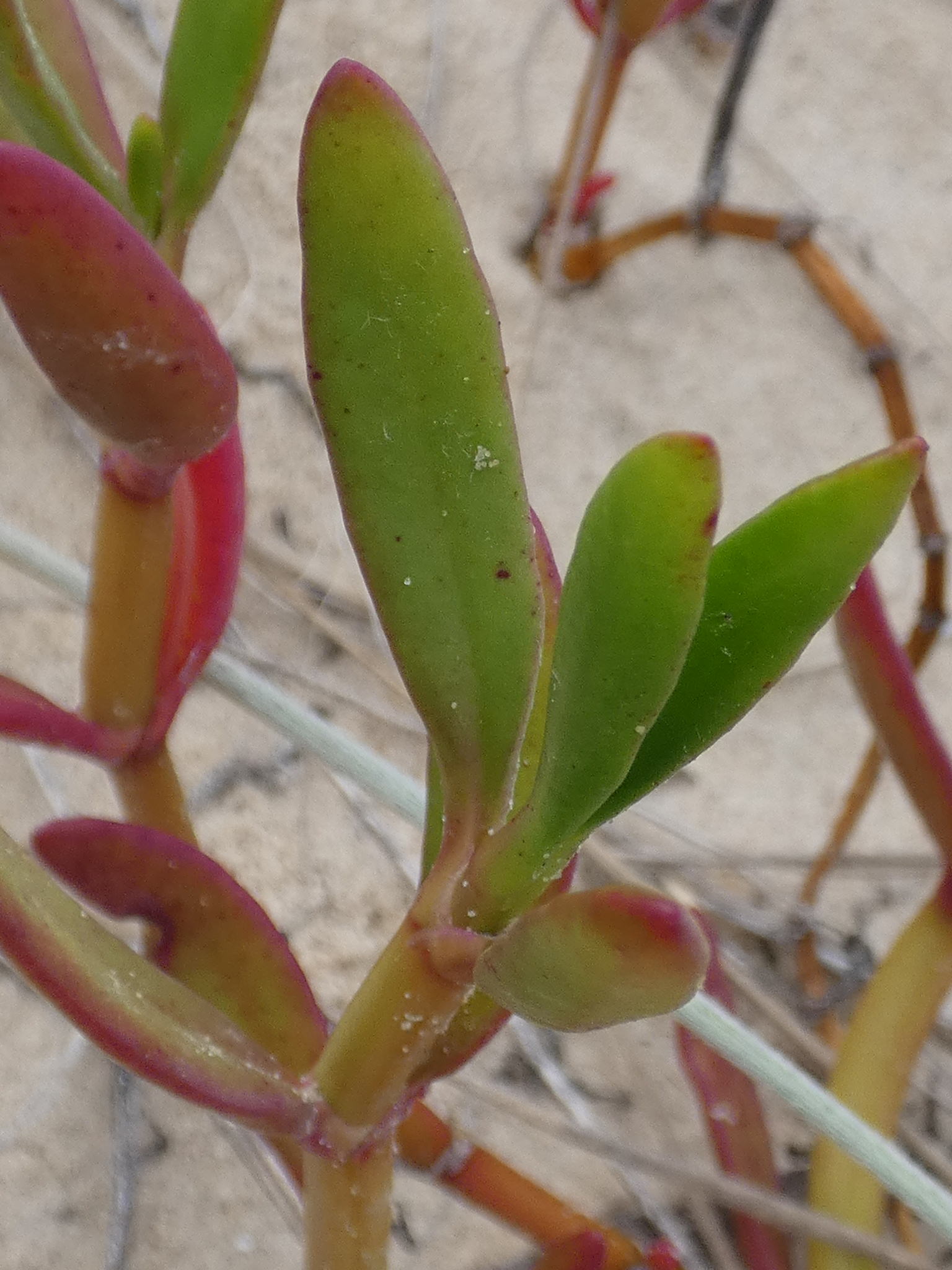 Sesuvium portulacastrum
